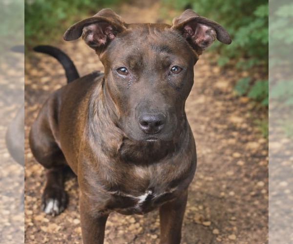 Medium Photo #2 Staffordshire Bull Terrier-Unknown Mix Puppy For Sale in Oakhurst, NJ, USA
