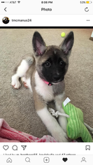Akita Puppy for sale in RAVENNA, OH, USA