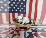 Small Photo #46 Dalmatian Puppy For Sale in VASSALBORO, ME, USA