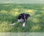 Small Photo #4 Border Collie Puppy For Sale in VALLEY, WA, USA