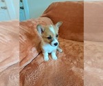 Small #1 Pembroke Welsh Corgi