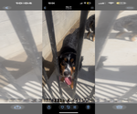 Small Photo #1 Bernese Mountain Dog Puppy For Sale in RIVERSIDE, CA, USA