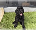 Small #12 Goldendoodle
