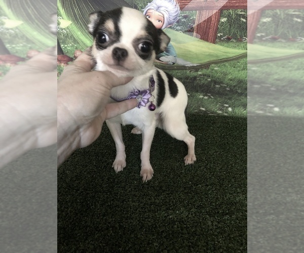 Medium Photo #1 Chihuahua Puppy For Sale in TRACY, CA, USA