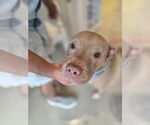 Small #2 American Staffordshire Terrier