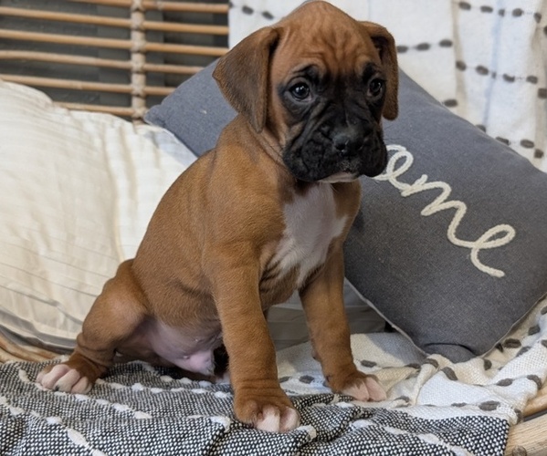 Medium Photo #7 Boxer Puppy For Sale in GOSHEN, IN, USA