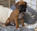 Small Photo #60 Boxer Puppy For Sale in GOSHEN, IN, USA