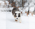 Small Photo #1 Border Collie Puppy For Sale in CONWAY, MO, USA