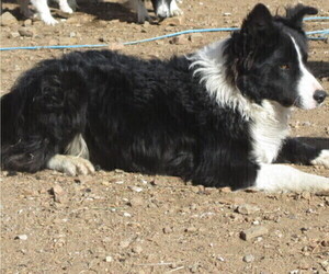Mother of the Border Collie puppies born on 11/21/2022