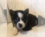 Small Photo #5 Pomsky Puppy For Sale in HOWLAND, OH, USA