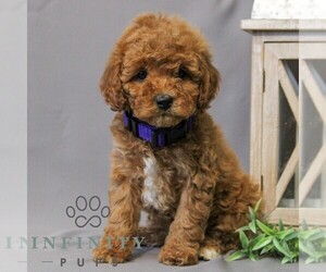 Cavapoo Puppy for sale in NEWMANSTOWN, PA, USA