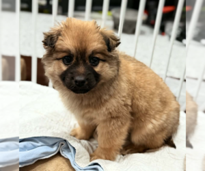 Mutt Dog for Adoption in Anchorage, Alaska USA