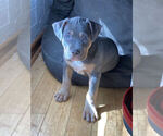 Small Photo #1 American Pit Bull Terrier Puppy For Sale in LODI, CA, USA