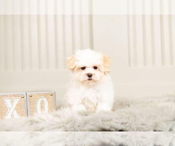 Medium Photo #8 Maltipoo Puppy For Sale in WARSAW, IN, USA
