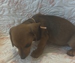 Small Photo #10 Dachshund Puppy For Sale in WILEY, CO, USA