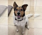 Small #1 Collie Mix