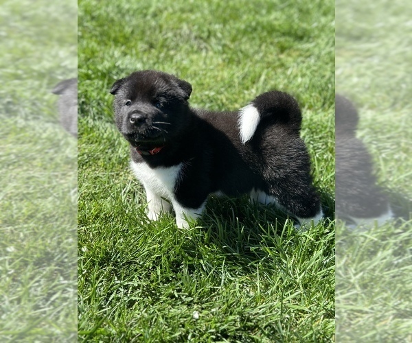 Medium Photo #10 Akita Puppy For Sale in DIXON, CA, USA