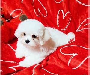 Maltese Puppy for sale in BRANDON, MS, USA