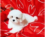 Small Maltese