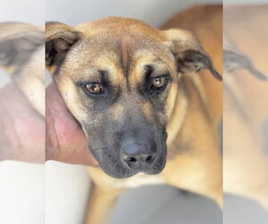 German Shepherd Dog Dogs for adoption in Houston, TX, USA