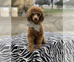 Small Photo #1 Poodle (Toy) Puppy For Sale in STRATHMORE, CA, USA