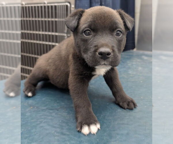 Medium Photo #1 Labrador Retriever-Unknown Mix Puppy For Sale in Mobile, AL, USA