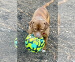 Small #10 Mutt