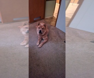 Chow Chow Puppy for sale in STEDMAN, NC, USA