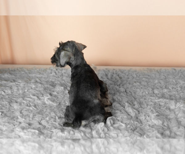 Medium Photo #37 Schnauzer (Miniature) Puppy For Sale in MILLERSBURG, IN, USA