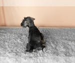 Small Photo #37 Schnauzer (Miniature) Puppy For Sale in MILLERSBURG, IN, USA