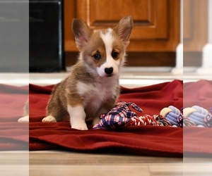 Pembroke Welsh Corgi Puppy for sale in GUTHRIE, KY, USA