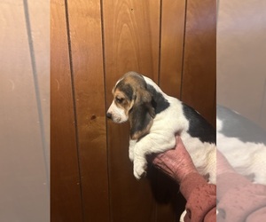 Beagle Puppy for sale in PHILIPSBURG, PA, USA