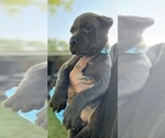 Small #8 Cane Corso