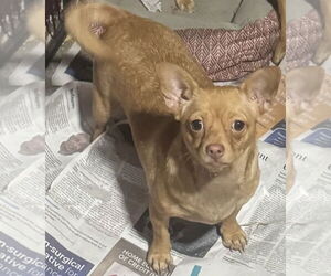 Chihuahua-Unknown Mix Dogs for adoption in Royal Palm Beach, FL, USA