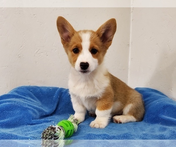 Medium Photo #5 Pembroke Welsh Corgi Puppy For Sale in CLARK, MO, USA