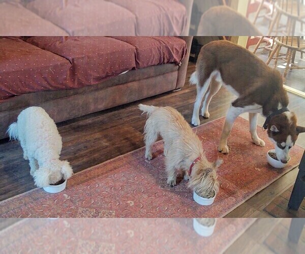 Medium Photo #9 Siberian Husky Puppy For Sale in CARMINE, TX, USA