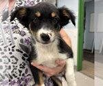 Small #1 Australian Shepherd Mix