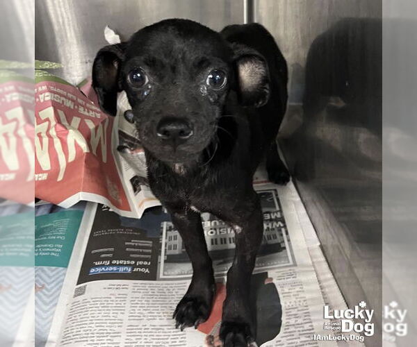 Medium Photo #1 Chihuahua-Unknown Mix Puppy For Sale in Washington, DC, USA