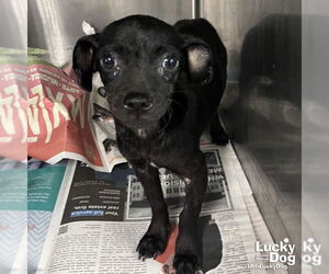 Chihuahua-Unknown Mix Dogs for adoption in Washington, DC, USA