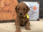 Small Photo #3 Goldendoodle Puppy For Sale in LEXINGTON, SC, USA