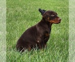 Small #1 Doberman Pinscher