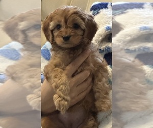 Cavapoo Puppy for sale in REHOBOTH, MA, USA