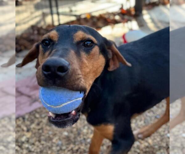 Medium Photo #5 Mutt Puppy For Sale in Yardley, PA, USA