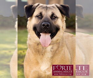 Annie - Female Akita-American Staffordshire Terrier Mix Dog for Adoption - Photo #2