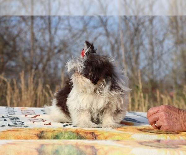 Medium Photo #11 Shih Tzu Puppy For Sale in DYERSBURG, TN, USA