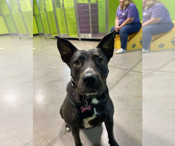 Medium Photo #1 American Pit Bull Terrier-Labrador Retriever Mix Puppy For Sale in Princeton, MN, USA