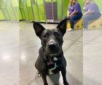 Small American Pit Bull Terrier-Labrador Retriever Mix