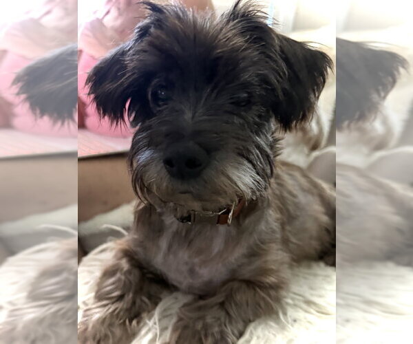 Medium Photo #1 Mutt Puppy For Sale in oakland, FL, USA