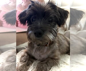 Mutt Dogs for adoption in oakland, FL, USA