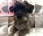 Small Mutt
